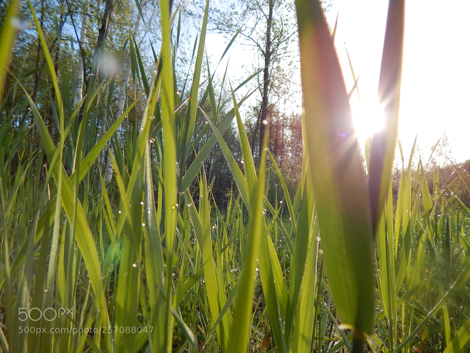 Nikon Coolpix L830 sample photo. Morning photography