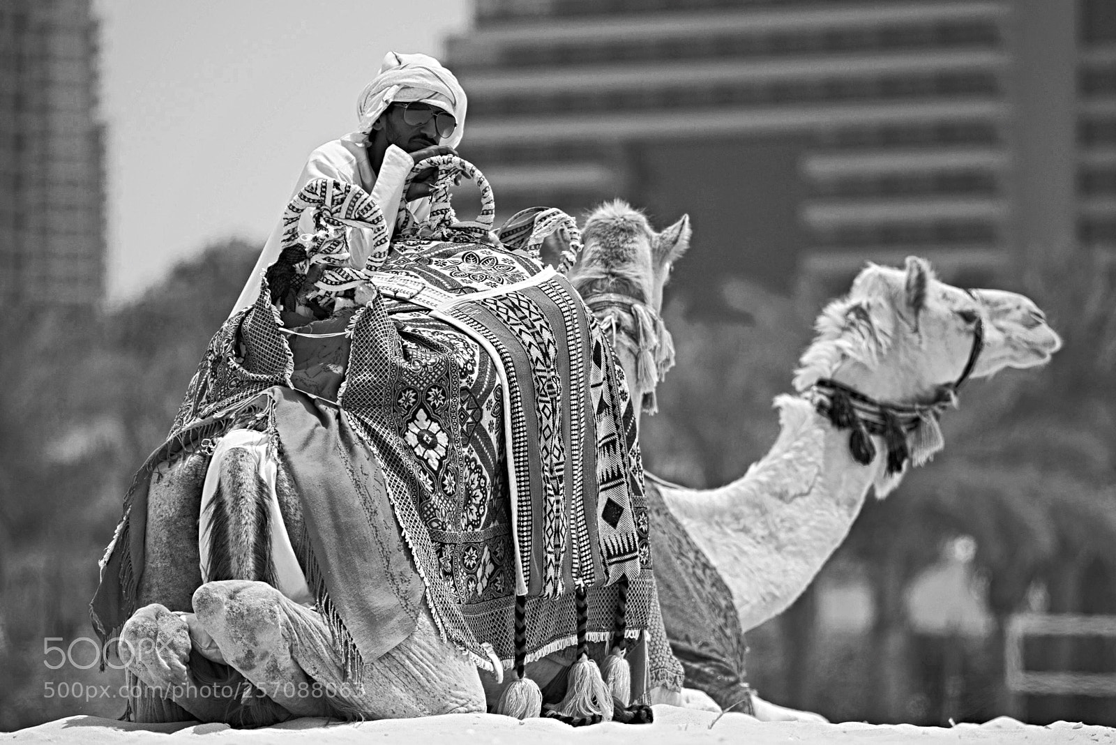 Nikon D800 sample photo. Camel driver photography