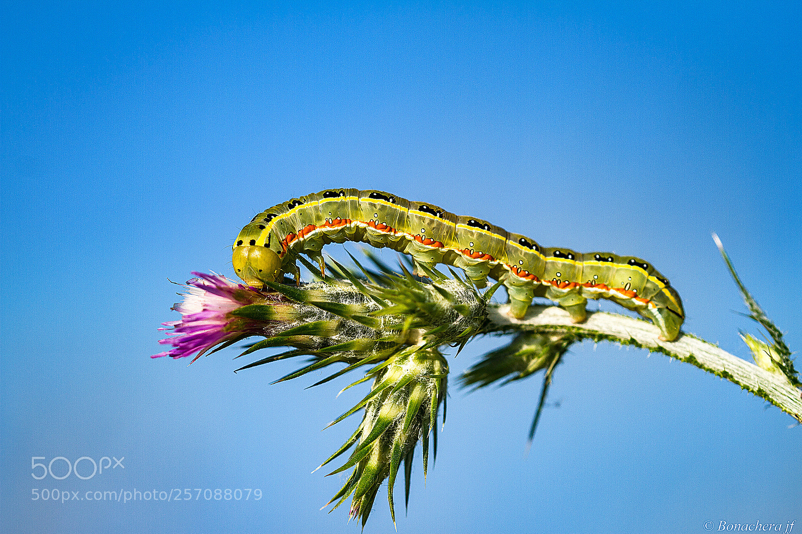 Canon EOS 7D sample photo. Chenille de xylena exsoleta photography