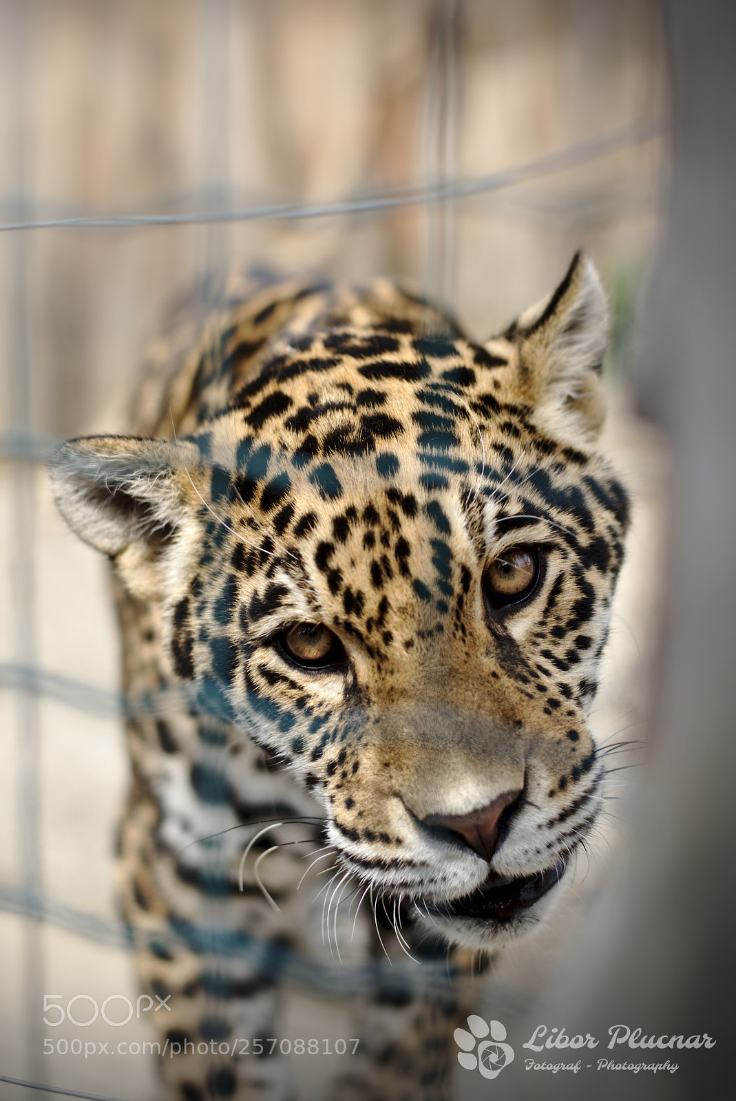 Nikon D610 sample photo. Big cats - jaguar photography