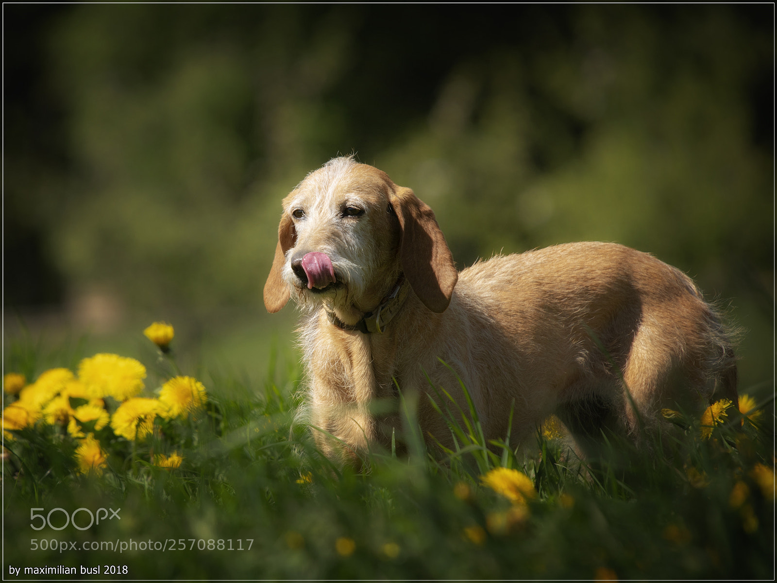 Nikon D850 sample photo. It's spring ! photography