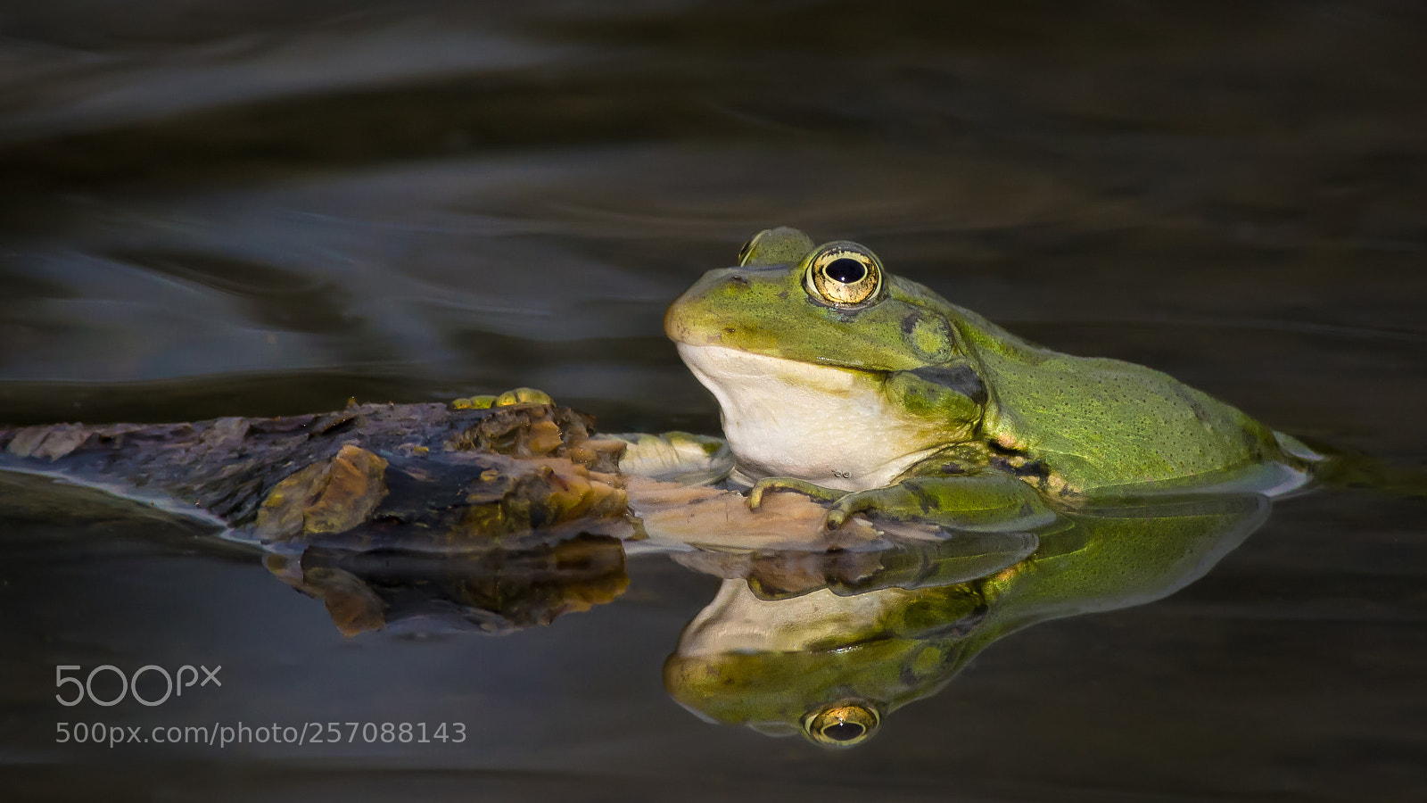 Nikon D7100 sample photo. Frosch im teich photography