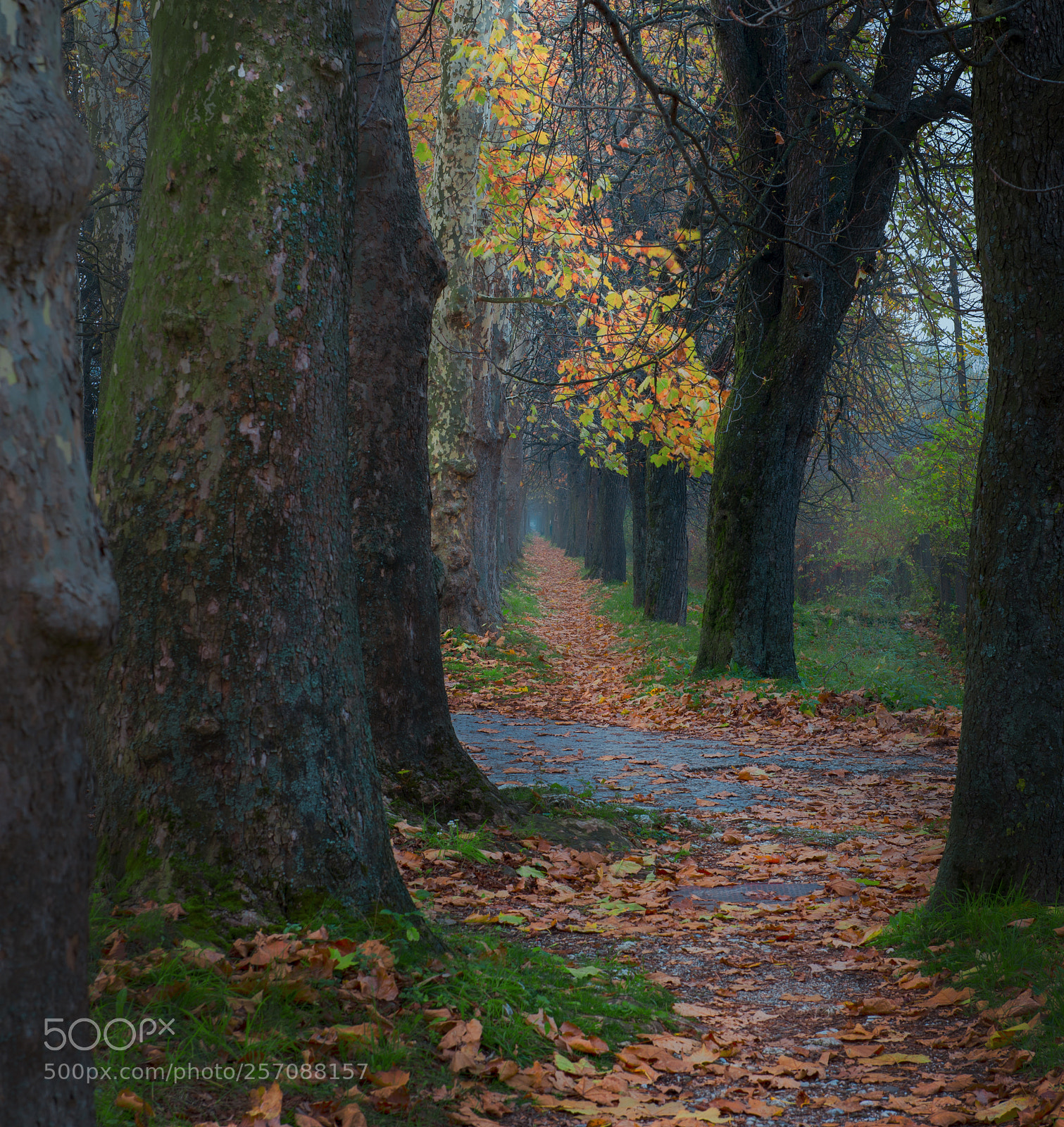 Nikon D610 sample photo. Autumn trees photography