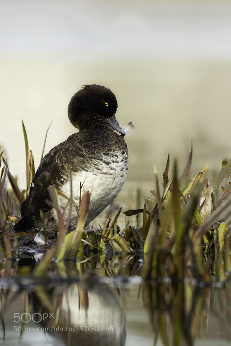 Pentax K-3 sample photo. Feather plucking tufted duck photography