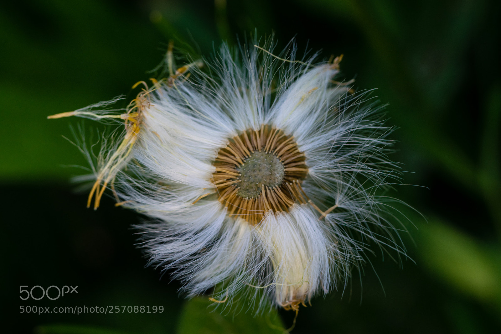 Nikon D3300 sample photo. Wind damaged photography