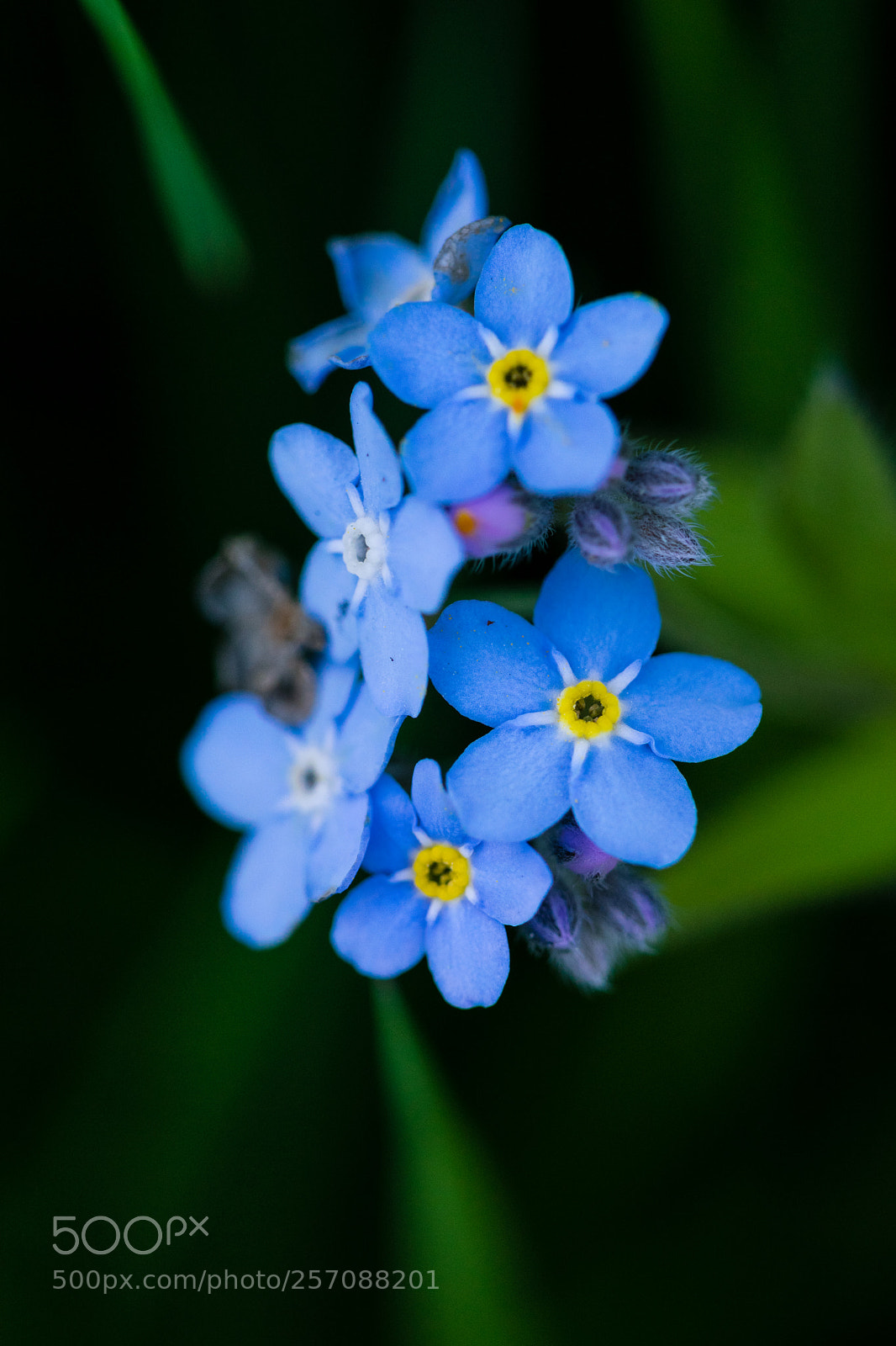 Nikon D3300 sample photo. Little blue photography