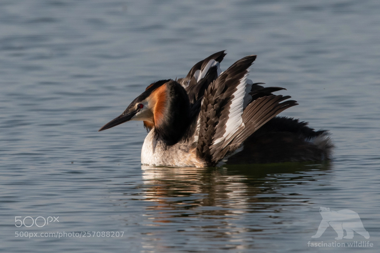 Nikon D850 sample photo. Great crested grebe photography