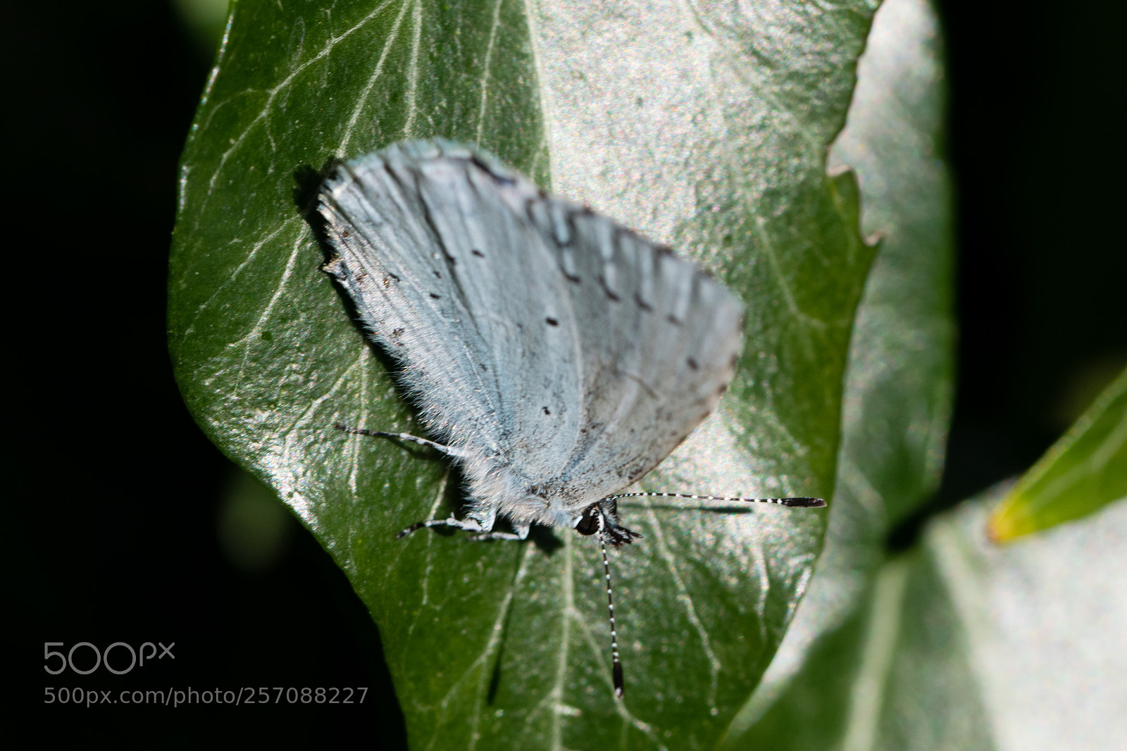 Nikon D3300 sample photo. White butterfly photography