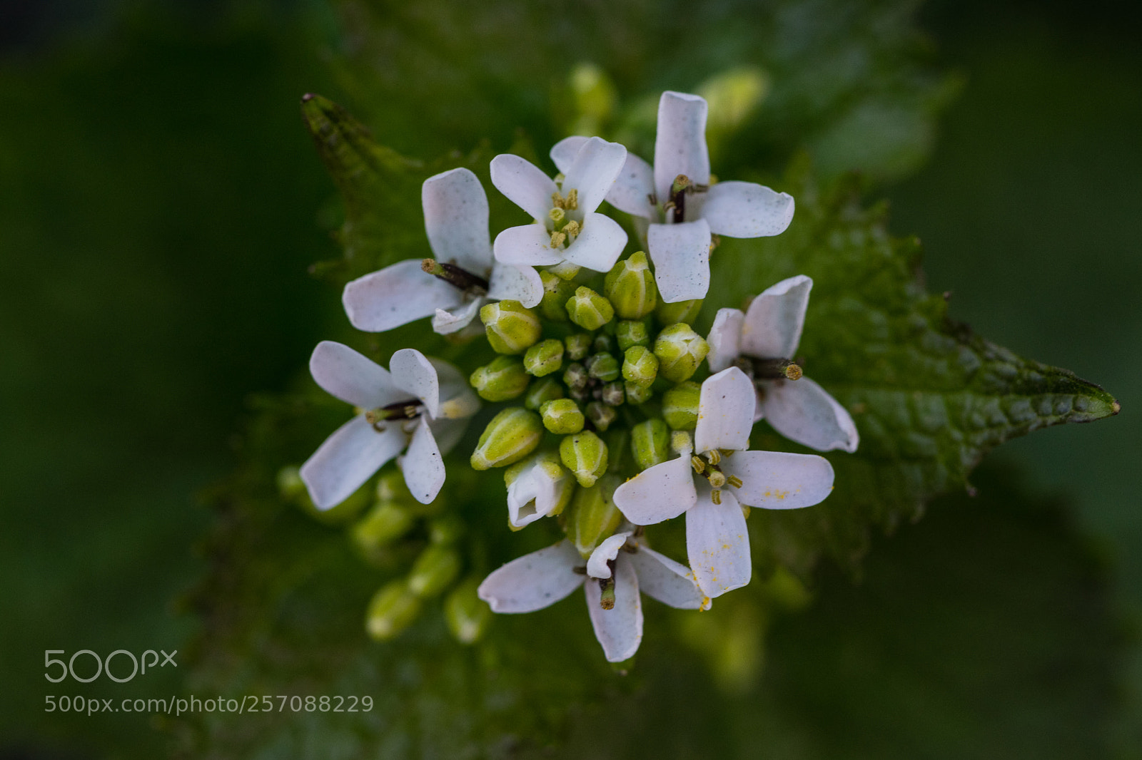 Nikon D3300 sample photo. Spring has sprung photography