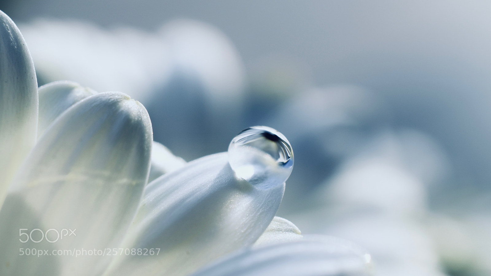 Nikon D5600 sample photo. A whiter shade of photography