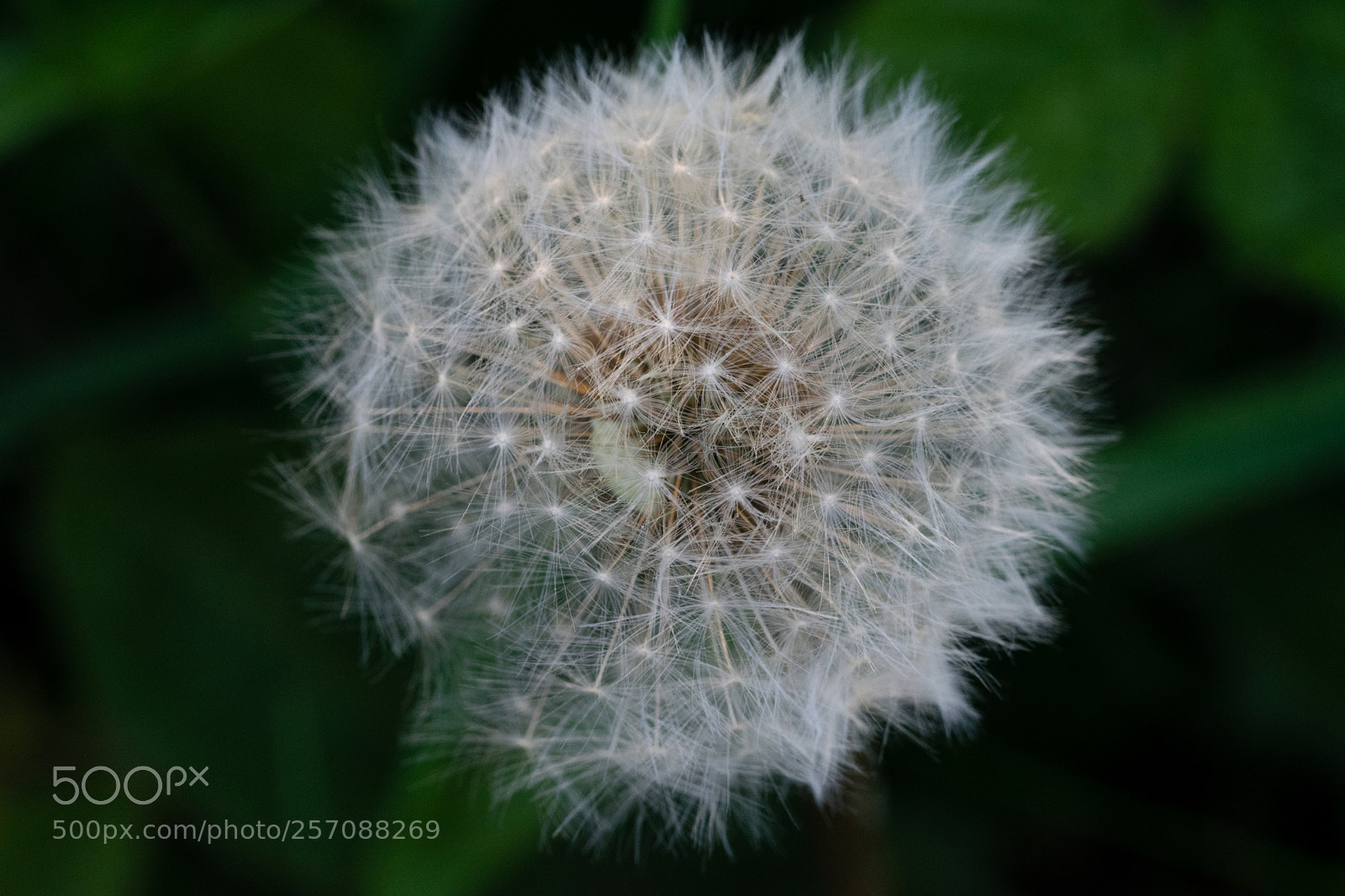Nikon D3300 sample photo. Perfect globe photography