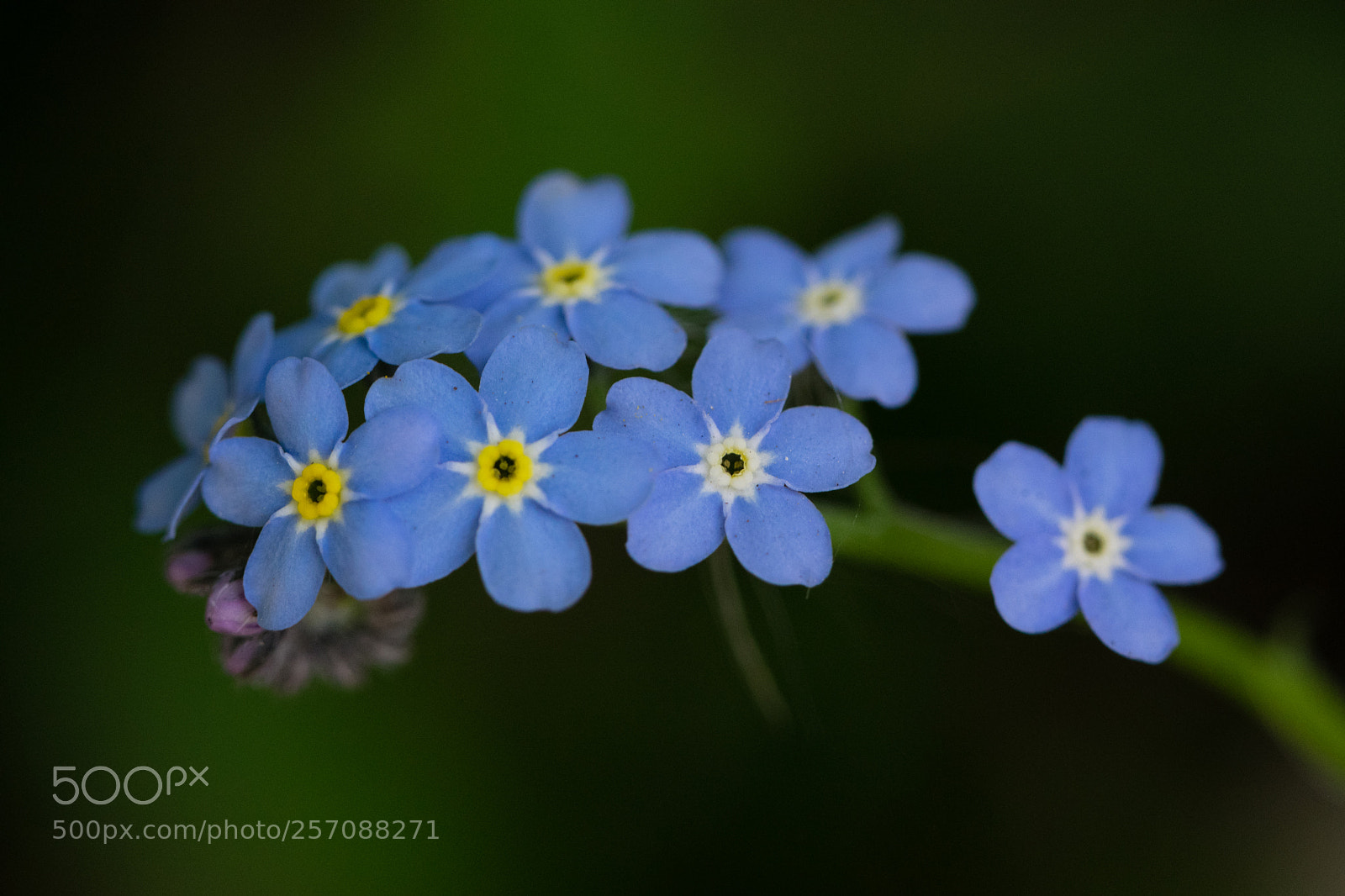 Nikon D3300 sample photo. More little blue photography