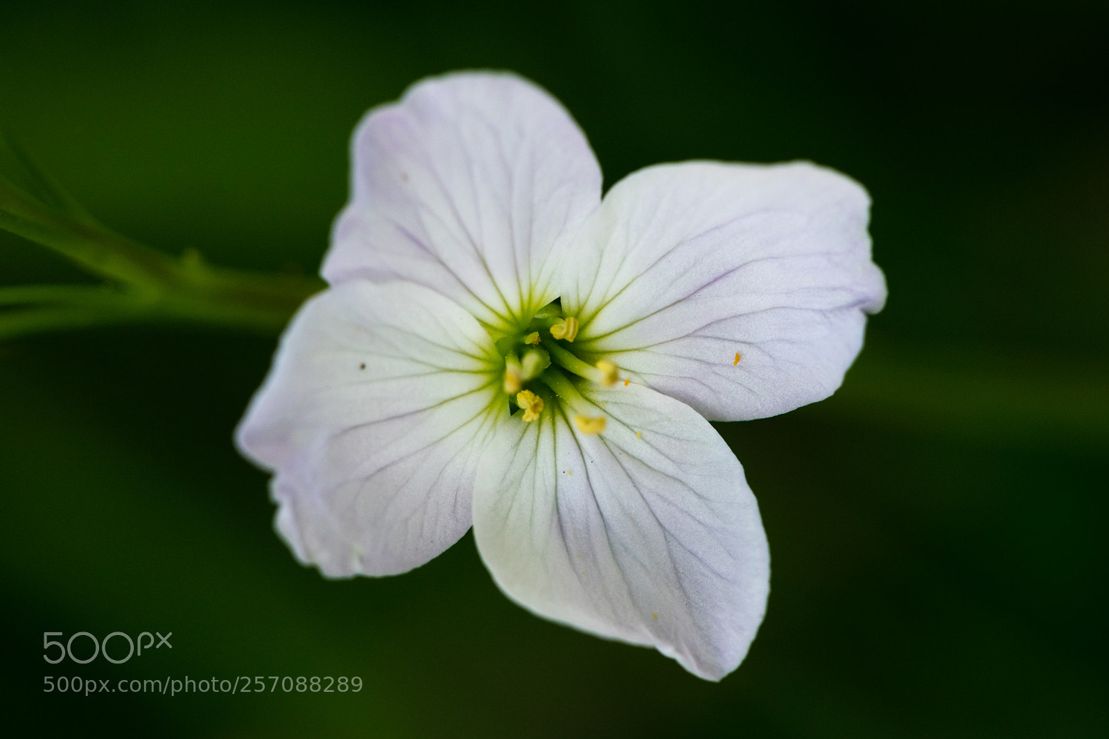 Nikon D3300 sample photo. White on green photography
