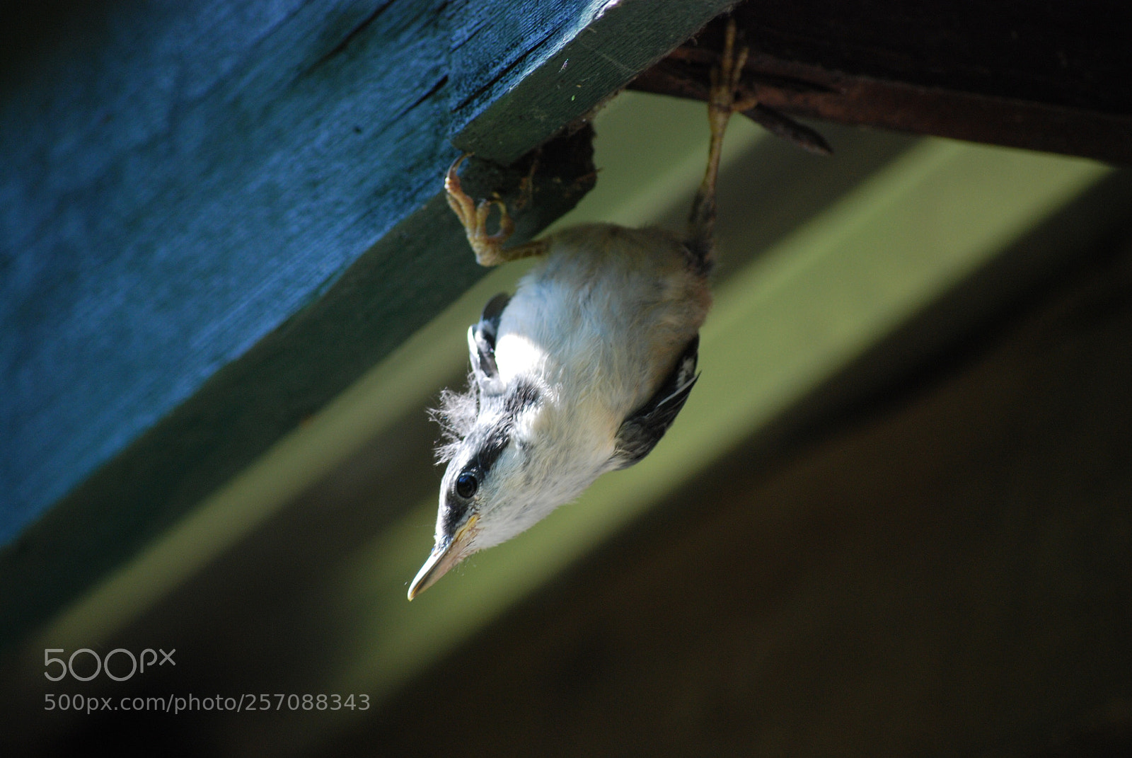 Nikon D80 sample photo. Up side down photography