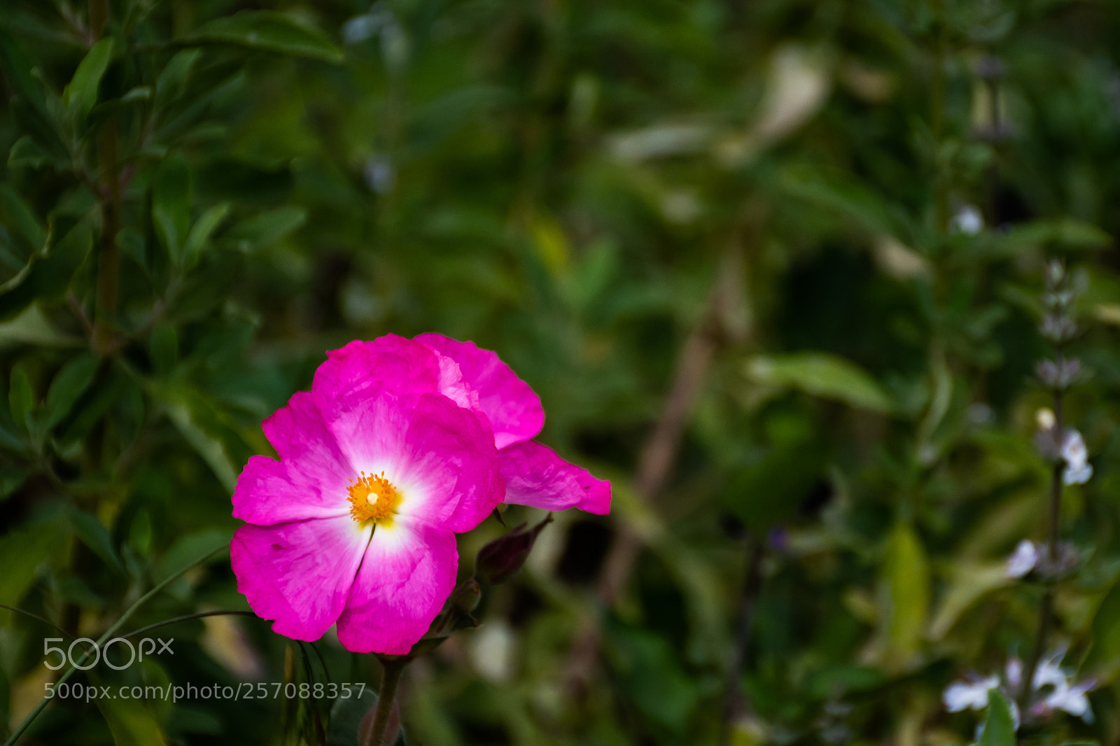 Nikon D5600 sample photo. Flower photography