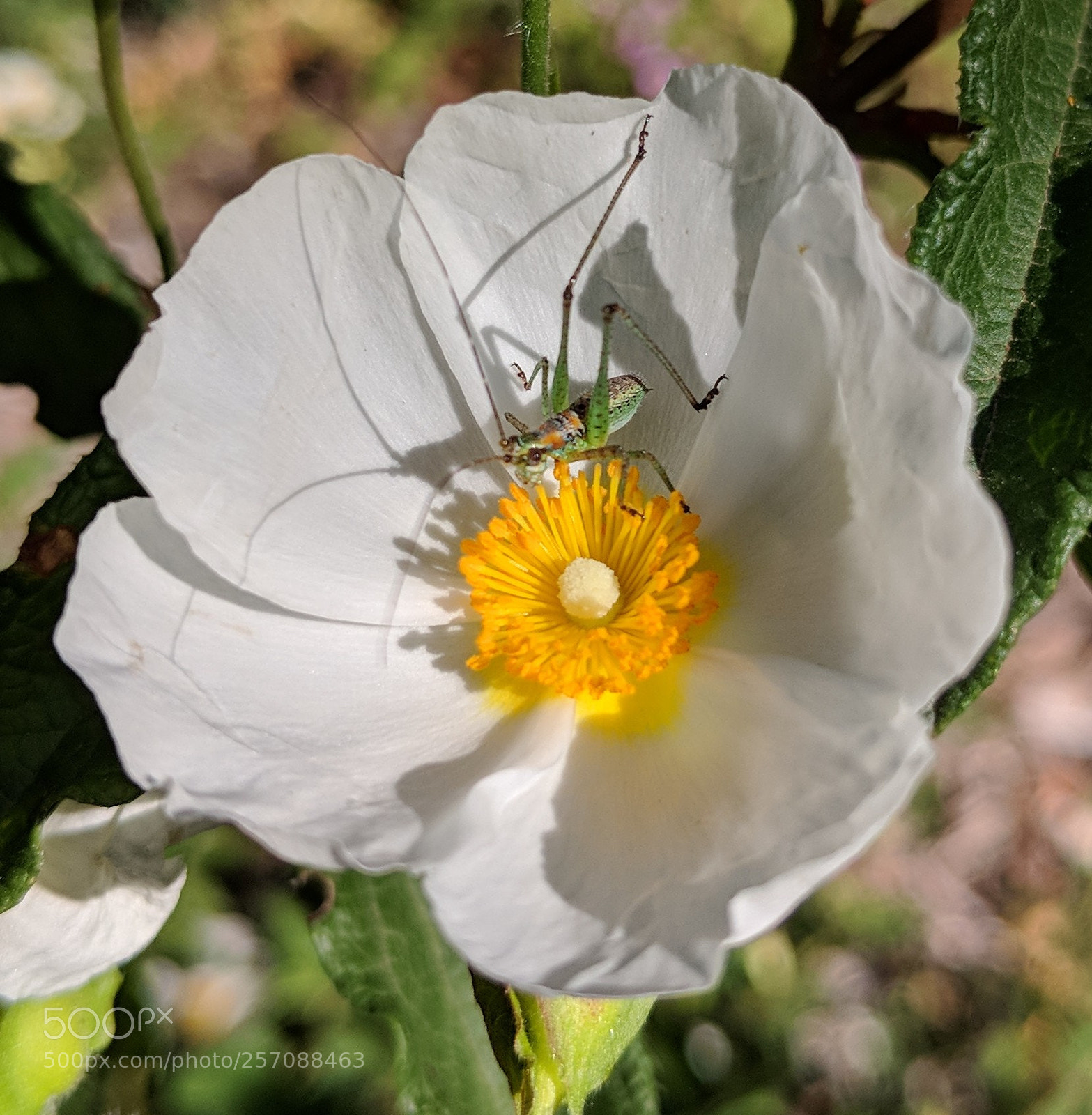 Google Pixel 2 XL sample photo. Untitled photography