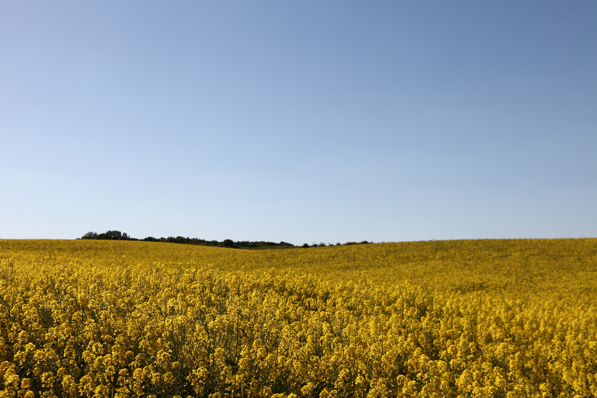 Canon EF 24-105mm F3.5-5.6 IS STM sample photo. Yellow blue photography