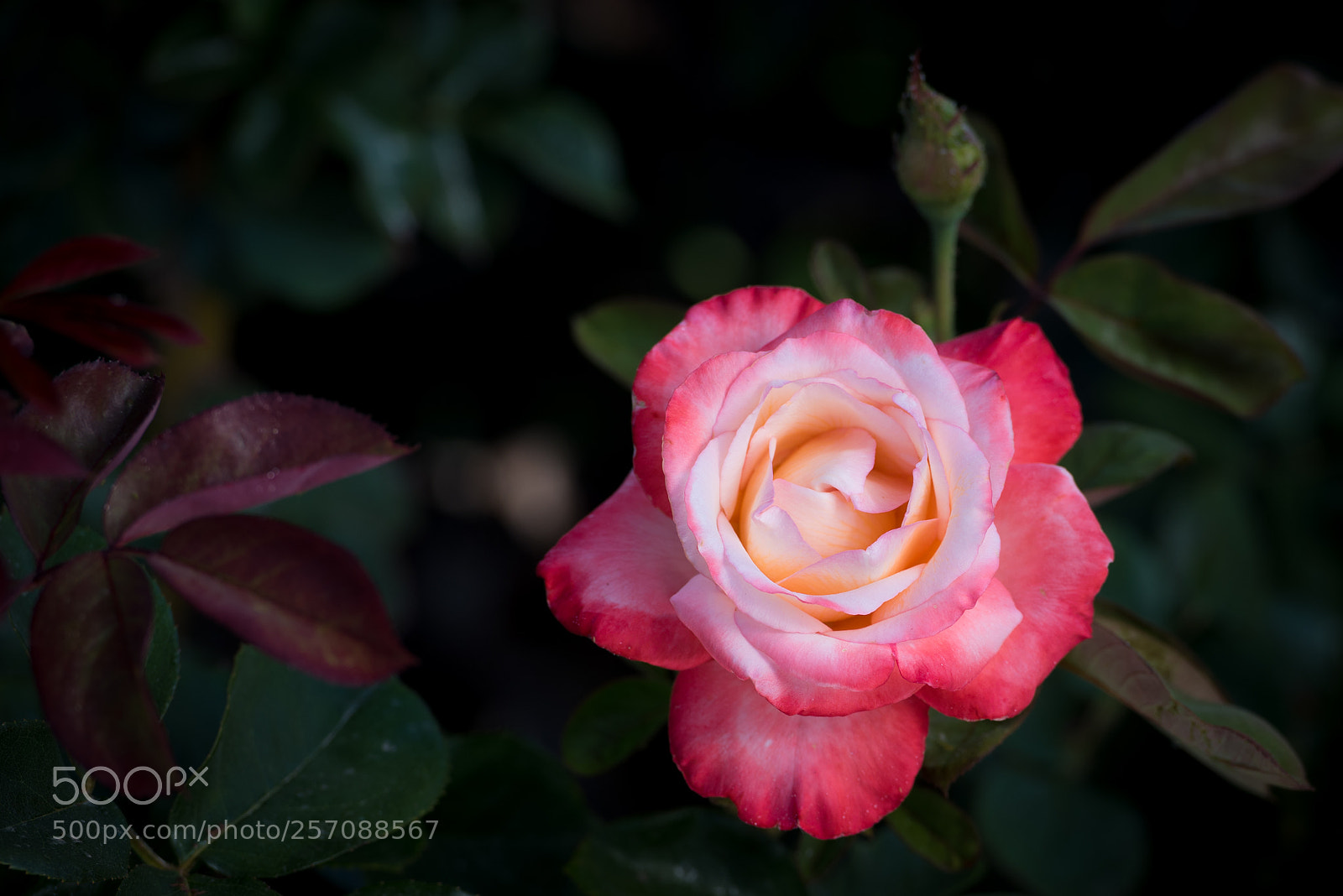 Nikon D750 sample photo. Gemini hybrid tea photography