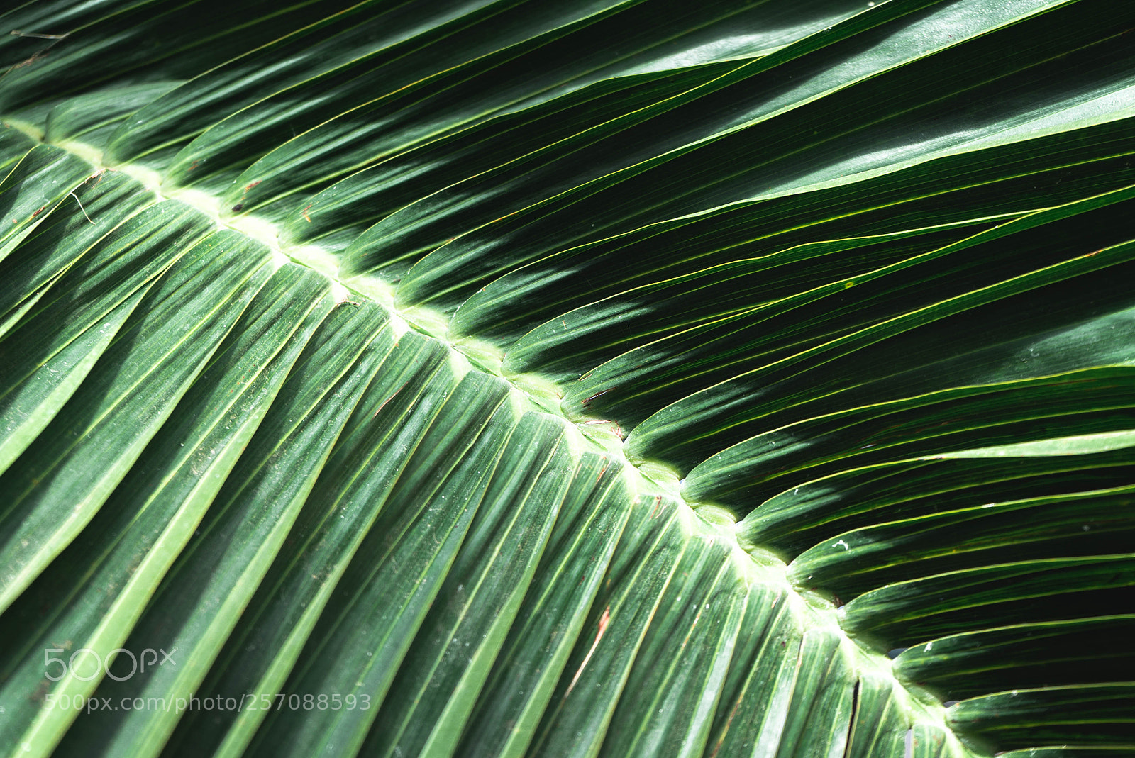 Sony a7S sample photo. Dsc photography