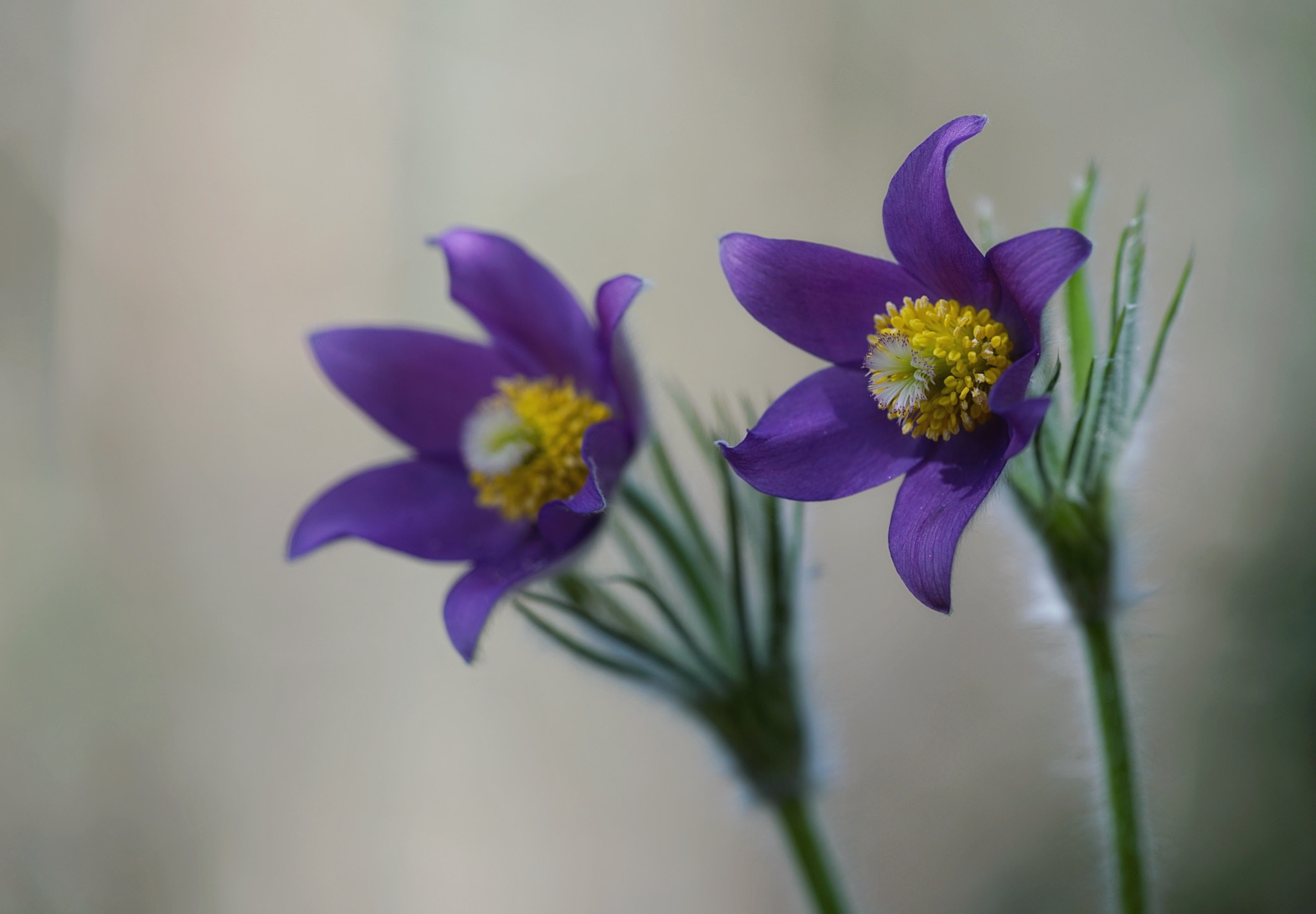 Sigma 150mm F2.8 EX DG Macro HSM sample photo. Twins photography