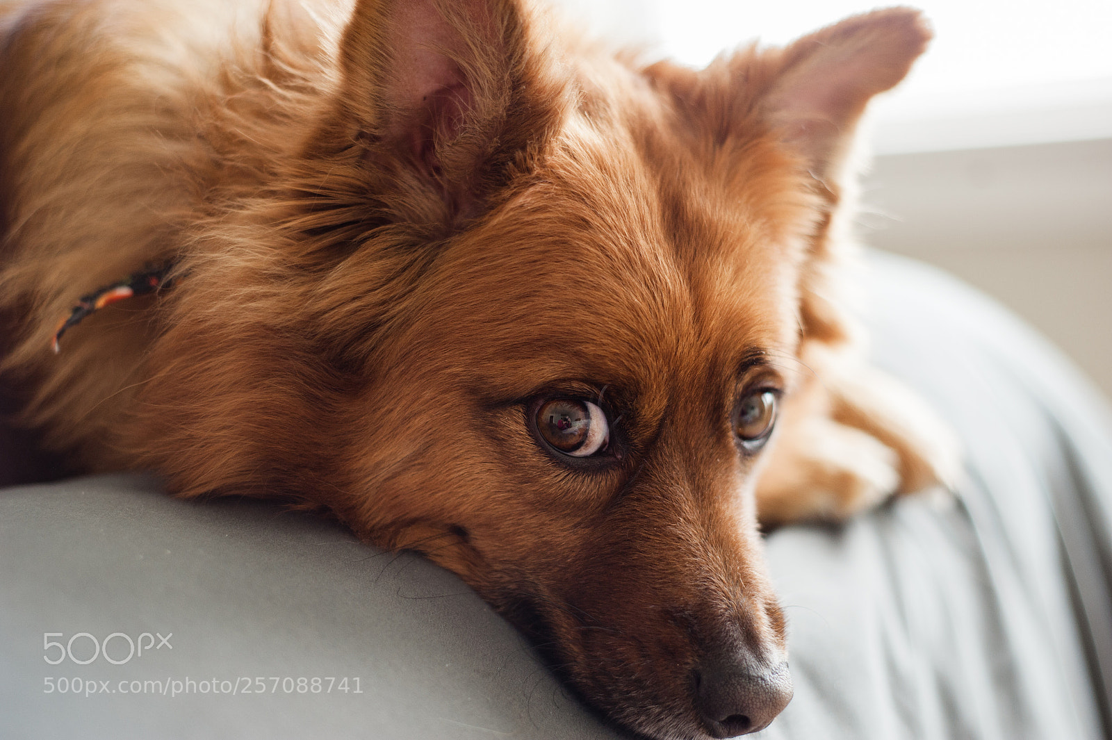 Nikon D700 sample photo. Sleepy puppy photography