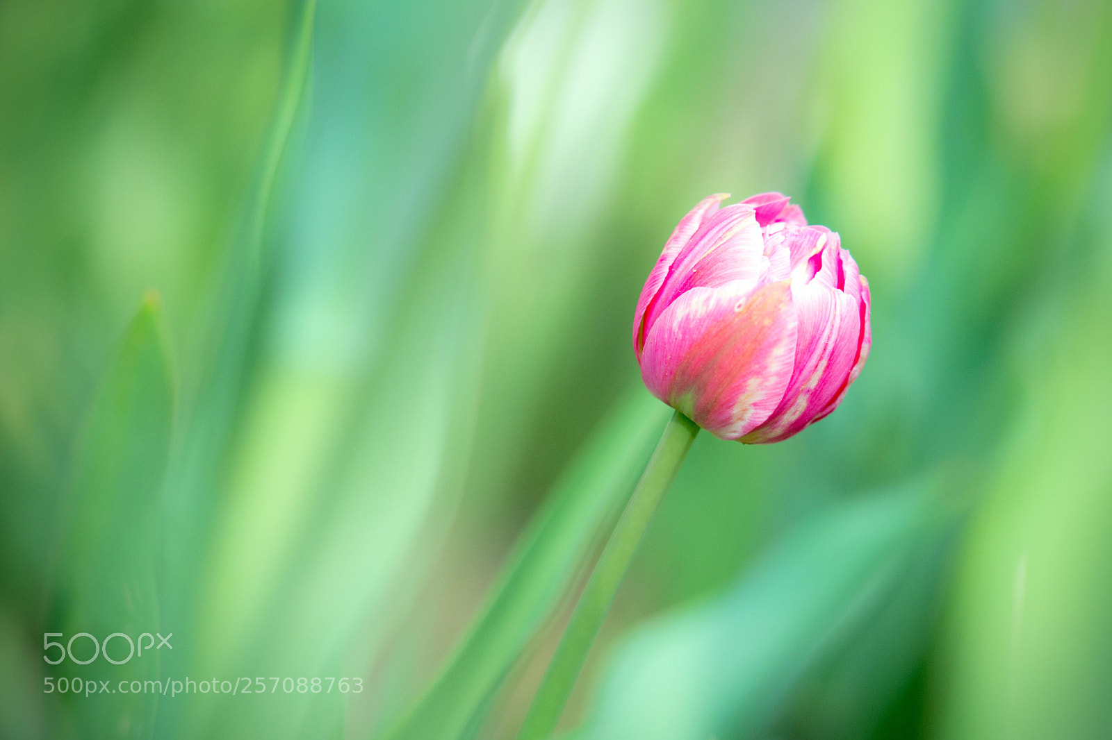 Nikon D7100 sample photo. Garden#2 photography