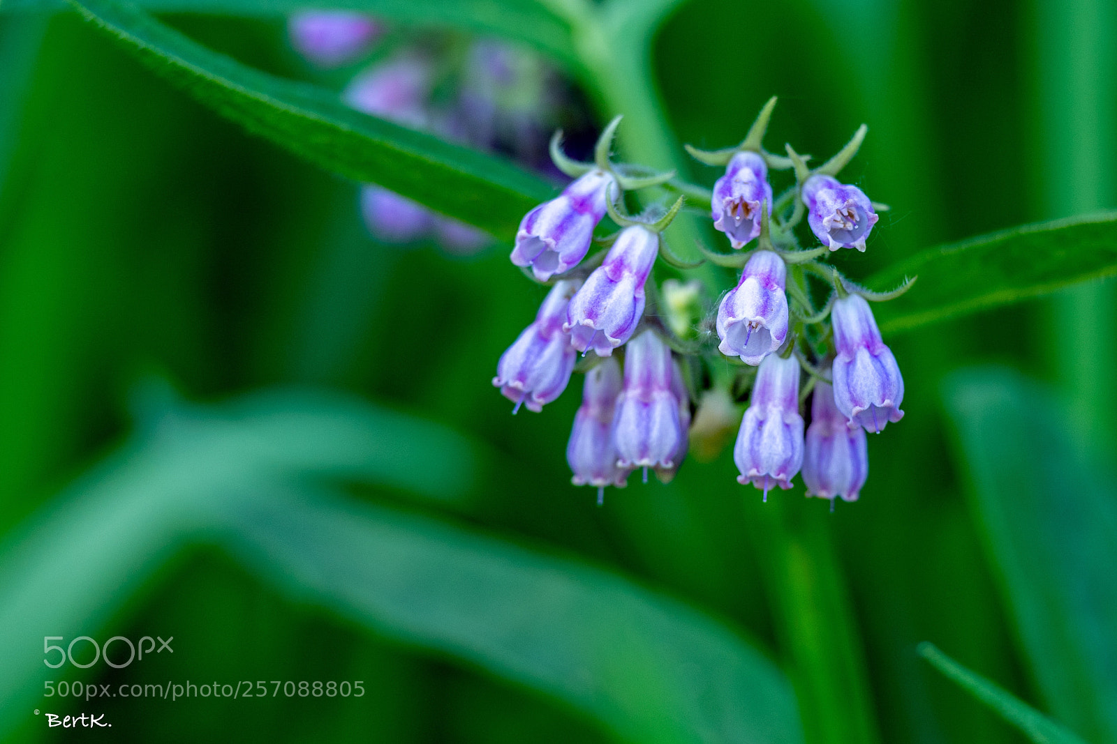Nikon D500 sample photo. Onkruid / weed photography