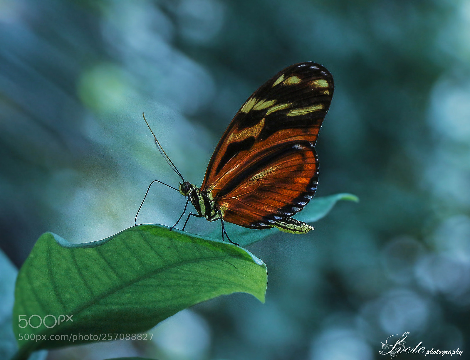 Canon EOS 700D (EOS Rebel T5i / EOS Kiss X7i) sample photo. Heliconius ismenius photography