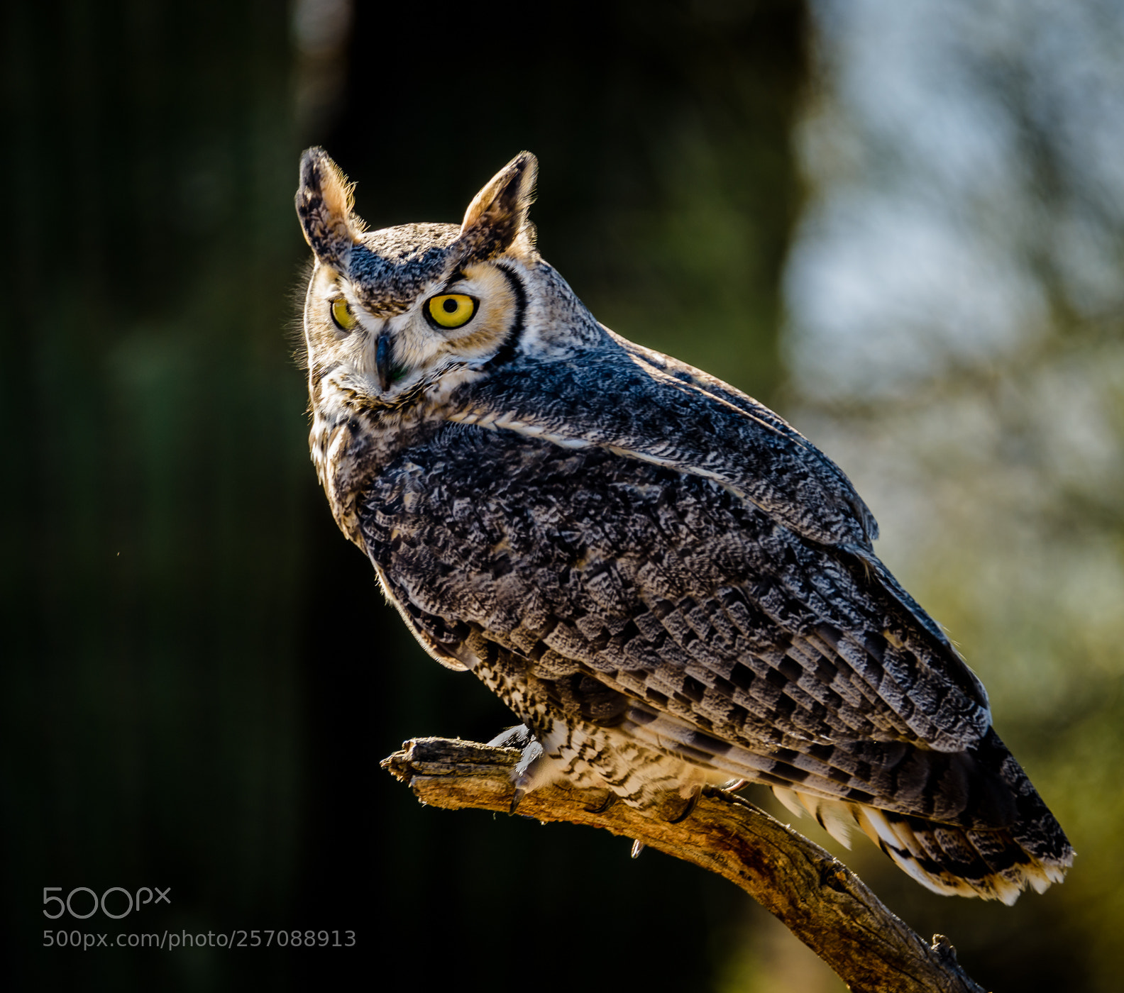 Nikon D810 sample photo. Great horned owl photography
