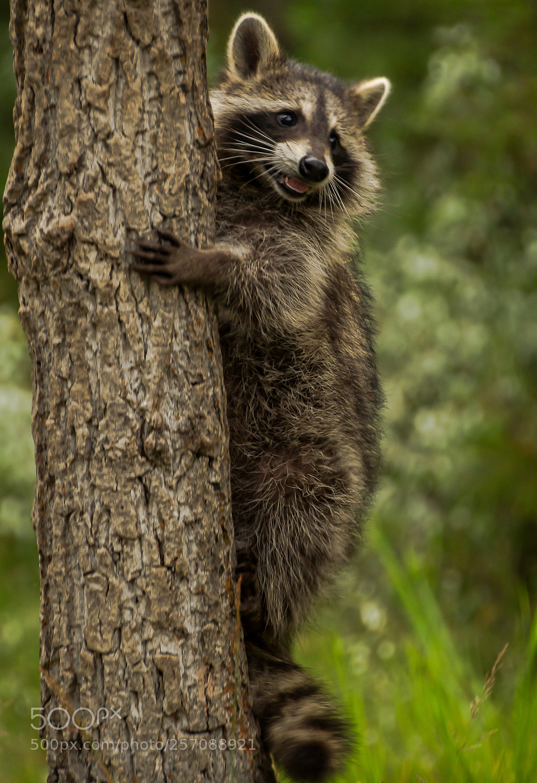 Nikon D90 sample photo. Baby raccoon on tree photography