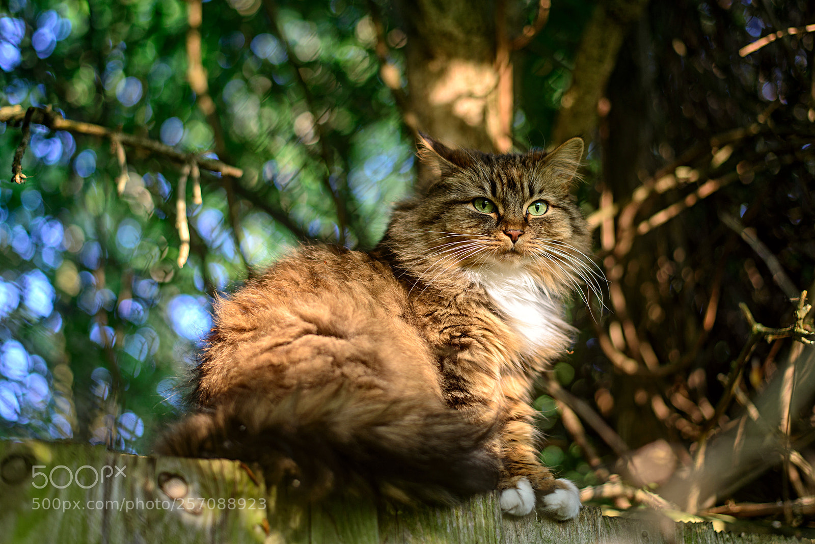 Nikon D800 sample photo. On the fence photography