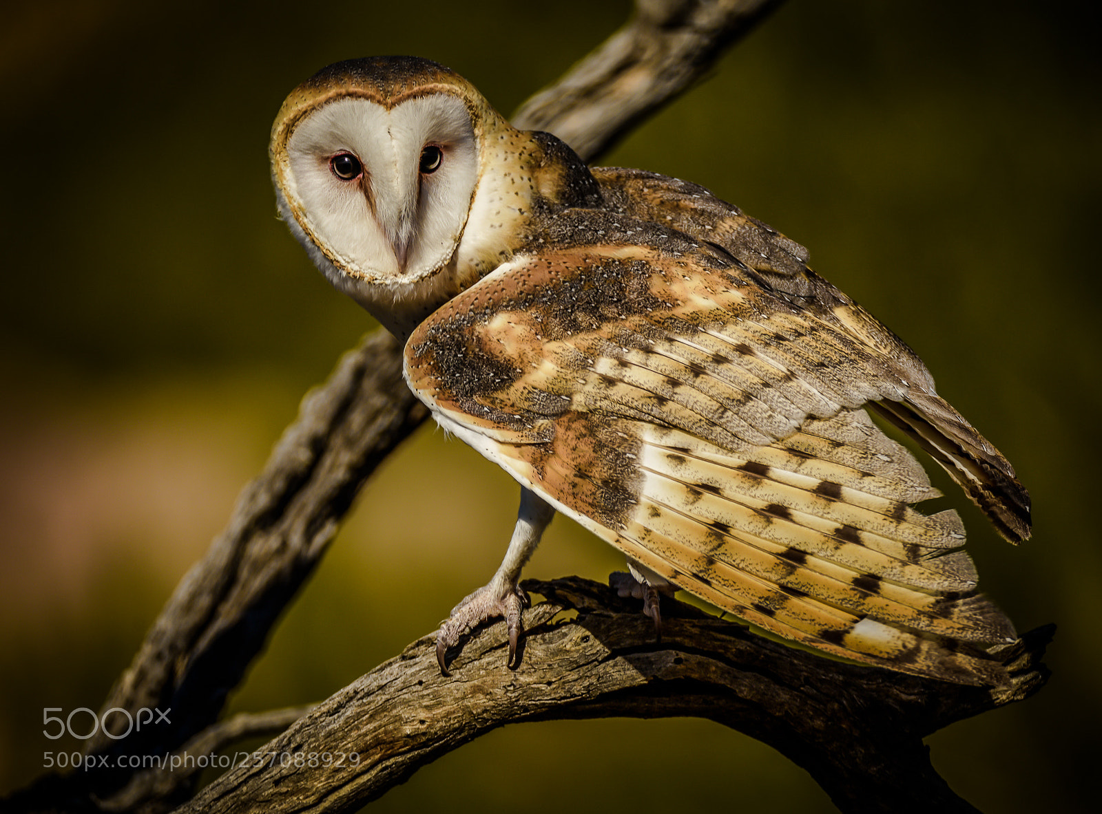 Nikon D810 sample photo. Barn owl photography