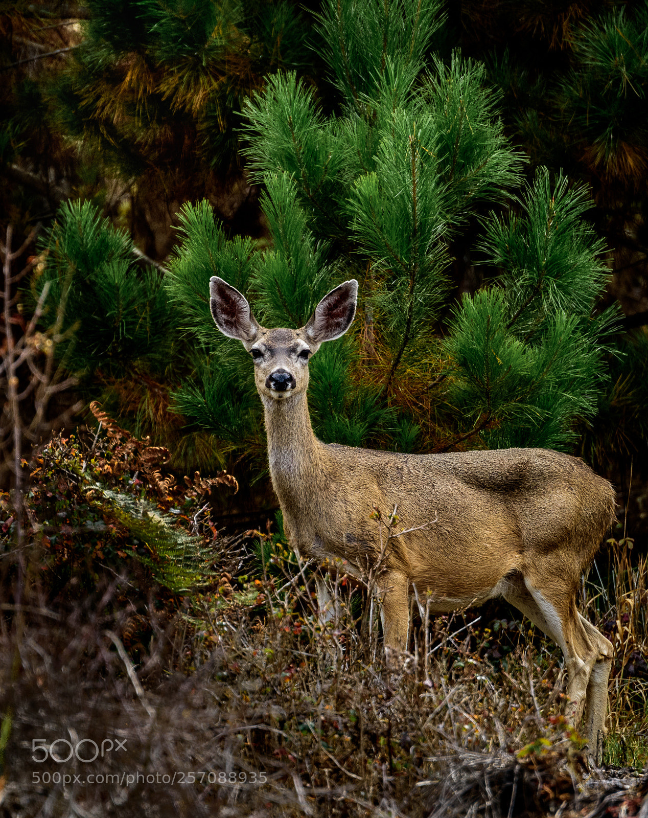 Nikon D810 sample photo. Mule deer doe photography