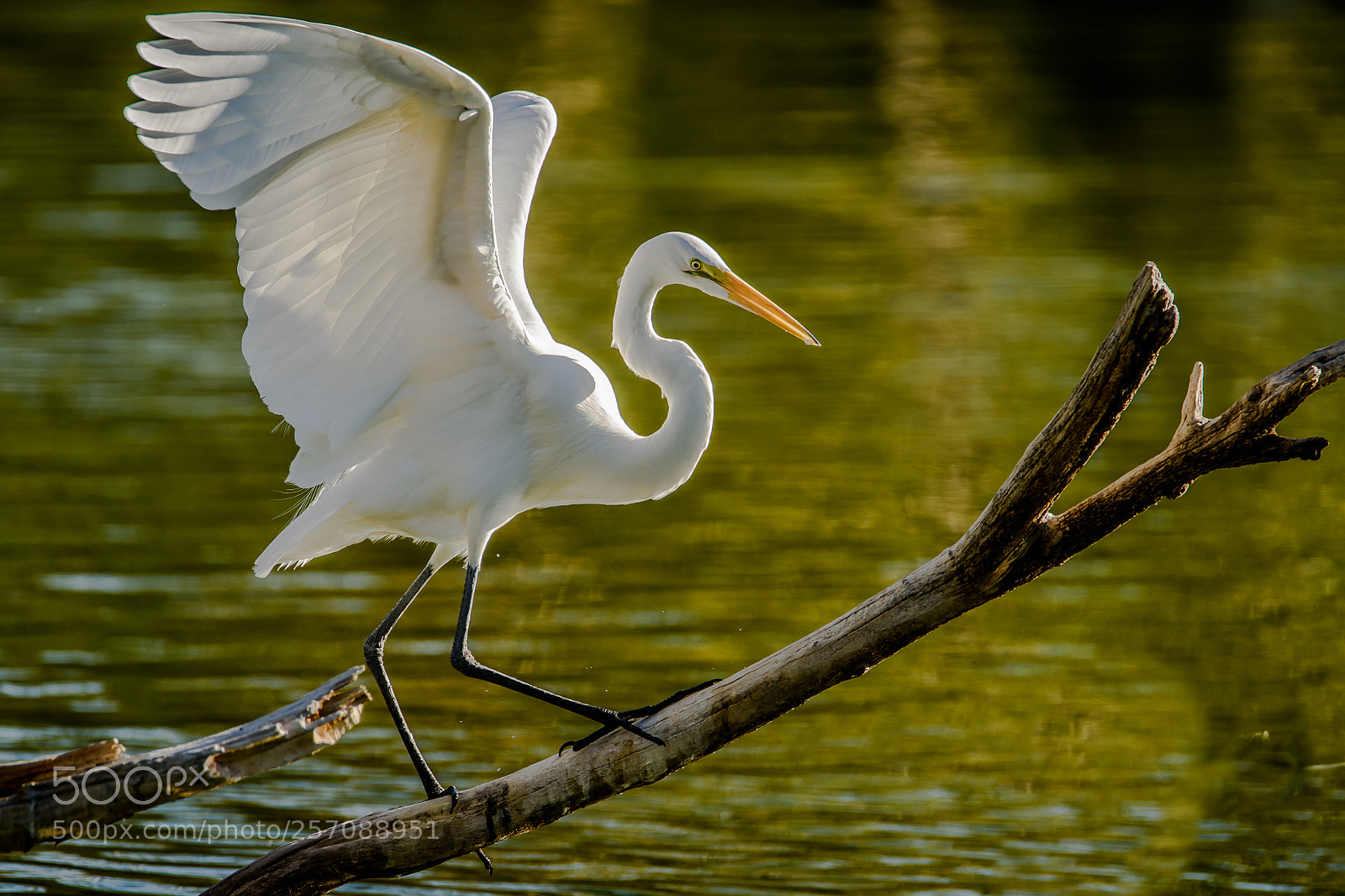 Nikon D810 sample photo. Great egret photography