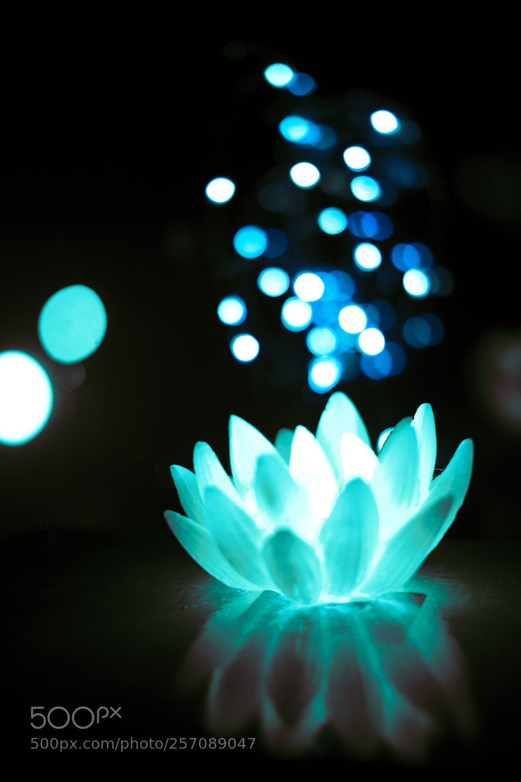 Sony a7 II sample photo. Water lily candle photography
