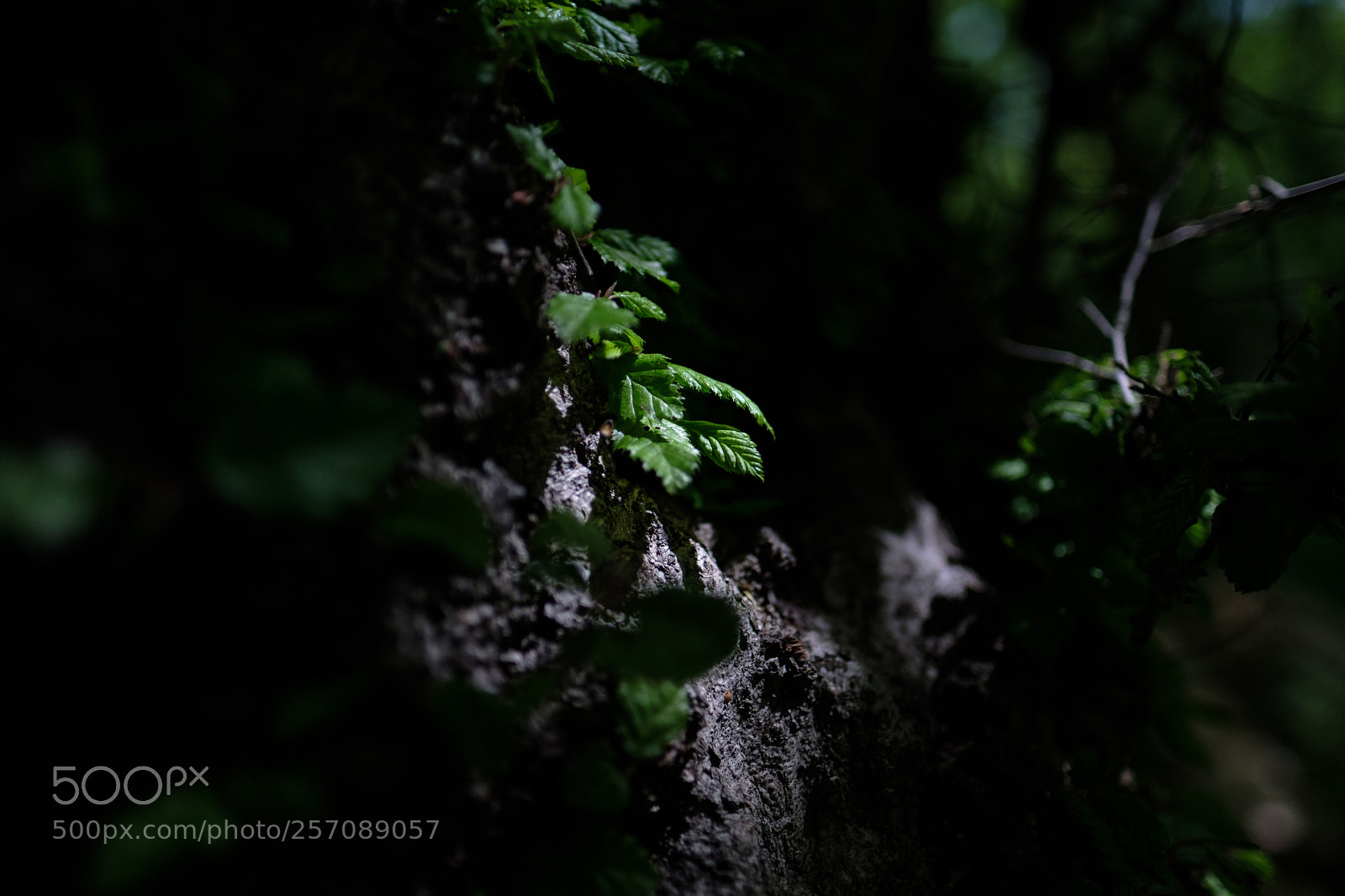 Fujifilm X-T2 sample photo. Life itself is enough.. photography
