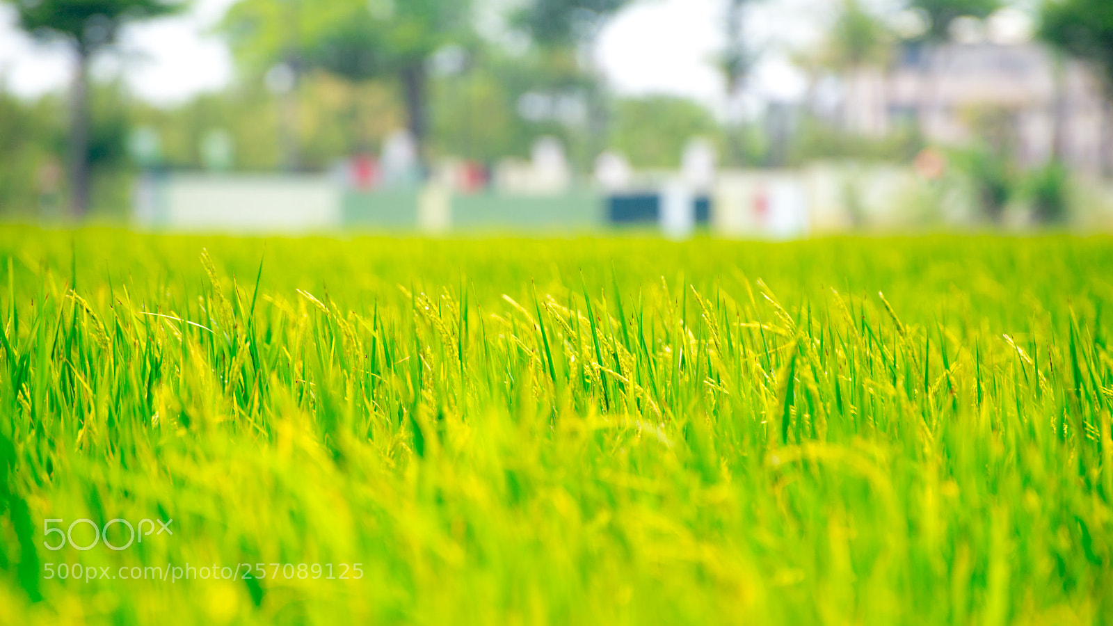 Nikon D610 sample photo. Untitled photography