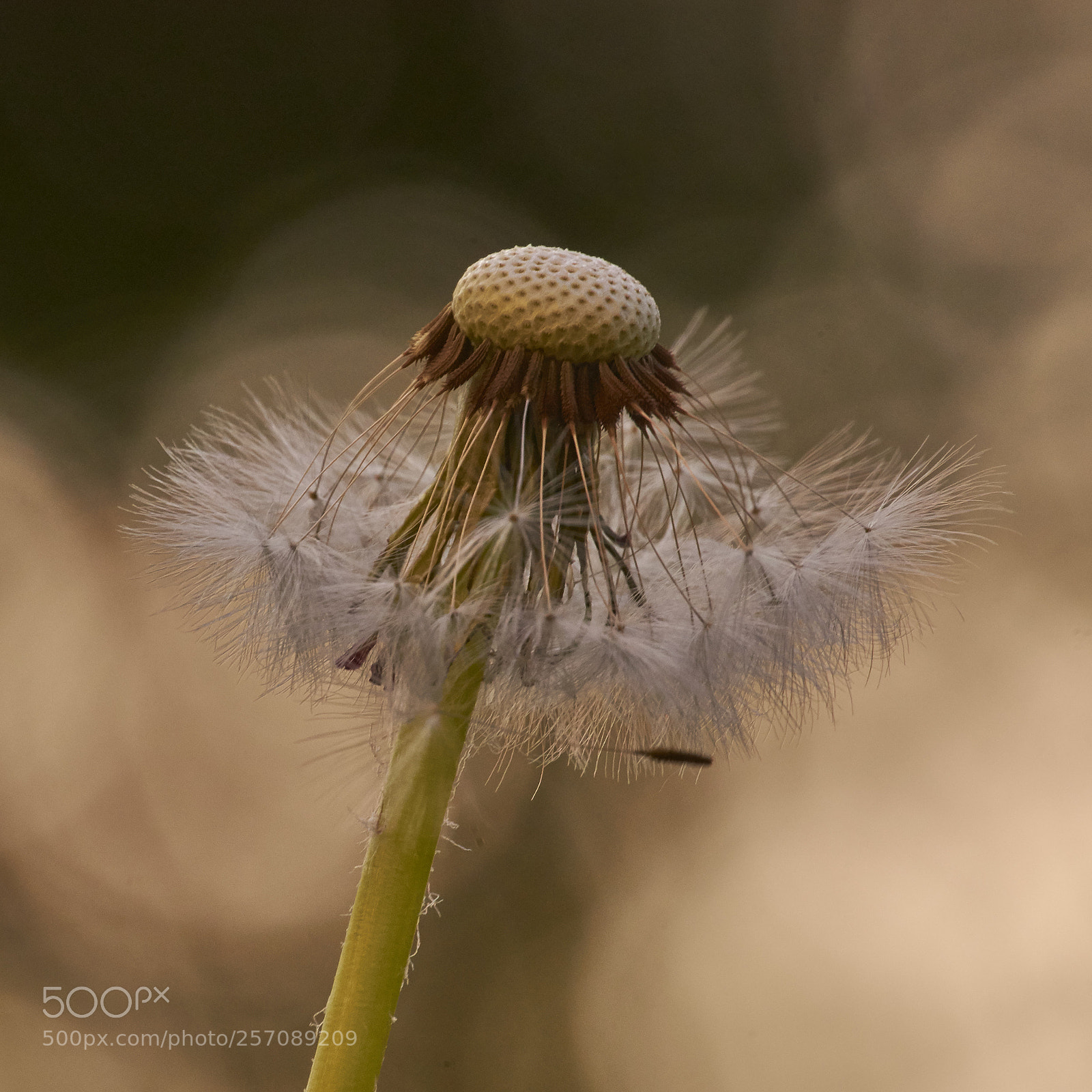 Nikon D7200 sample photo. Sunset dandelion photography