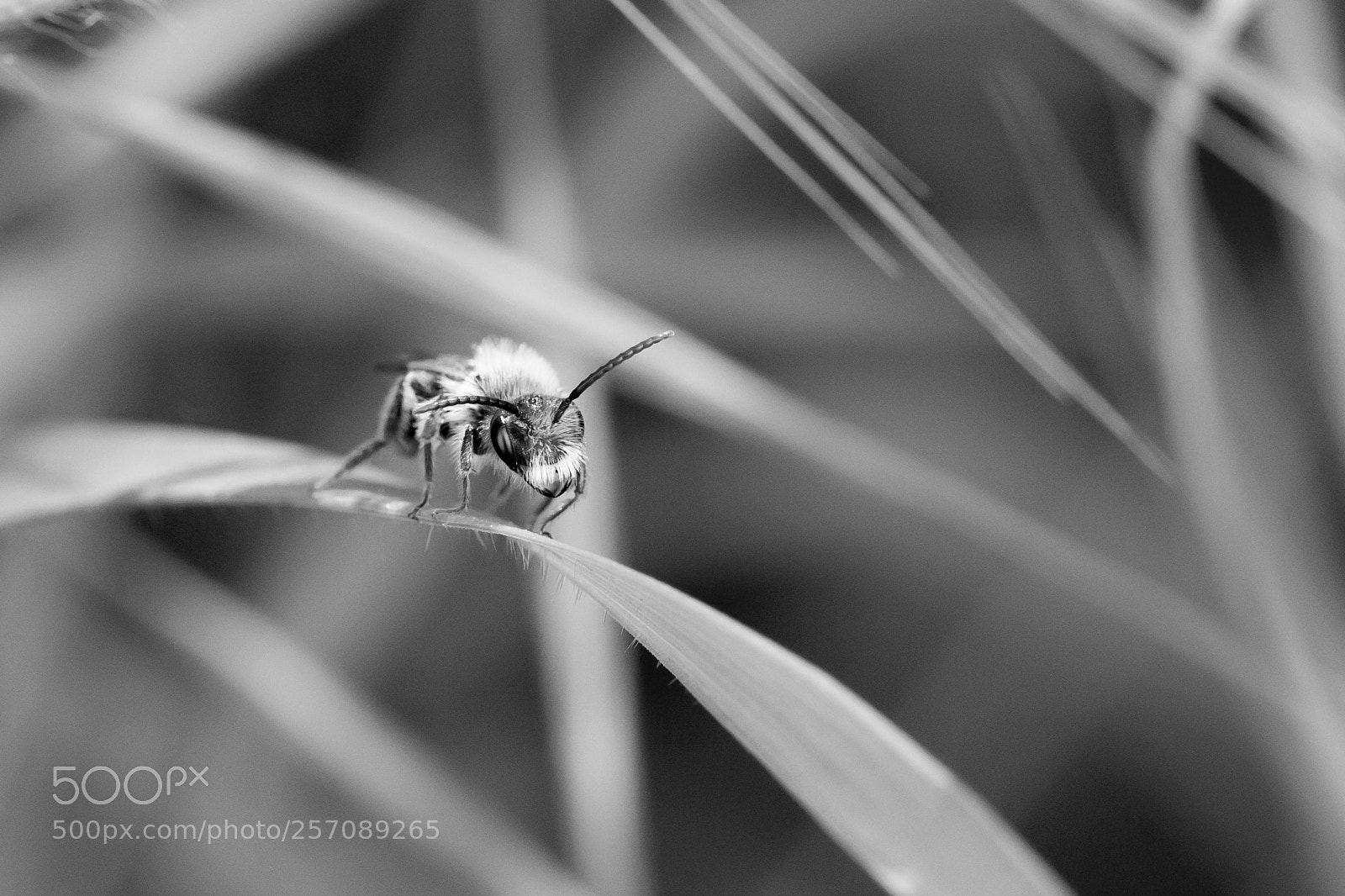 Canon EOS 6D sample photo. Bee photography