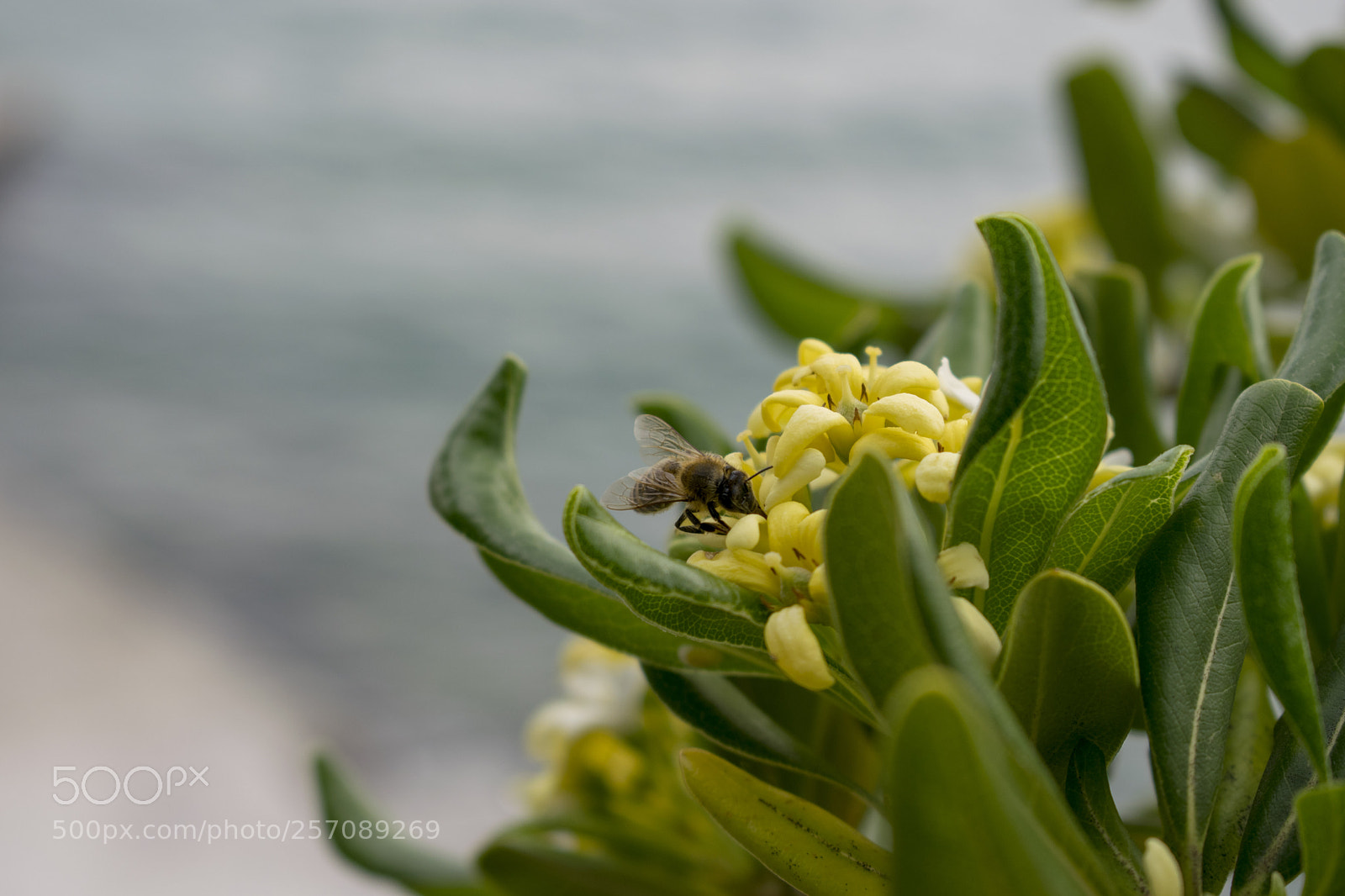 Nikon D5300 sample photo. Bee photography
