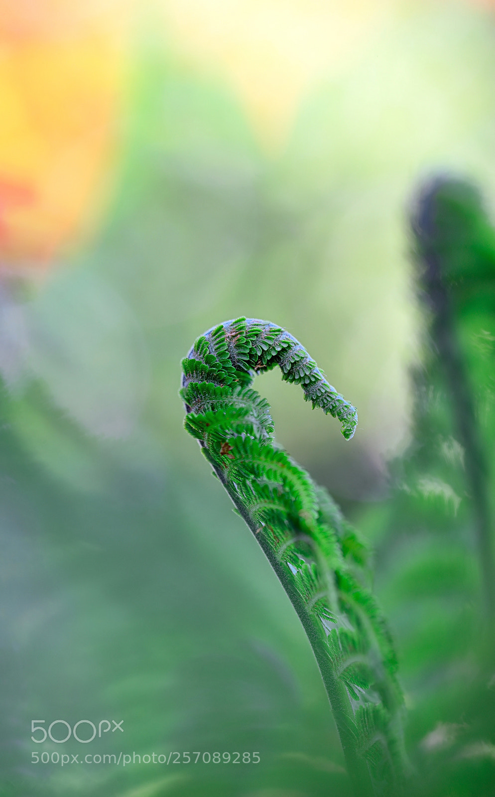 Nikon D800E sample photo. A new life photography