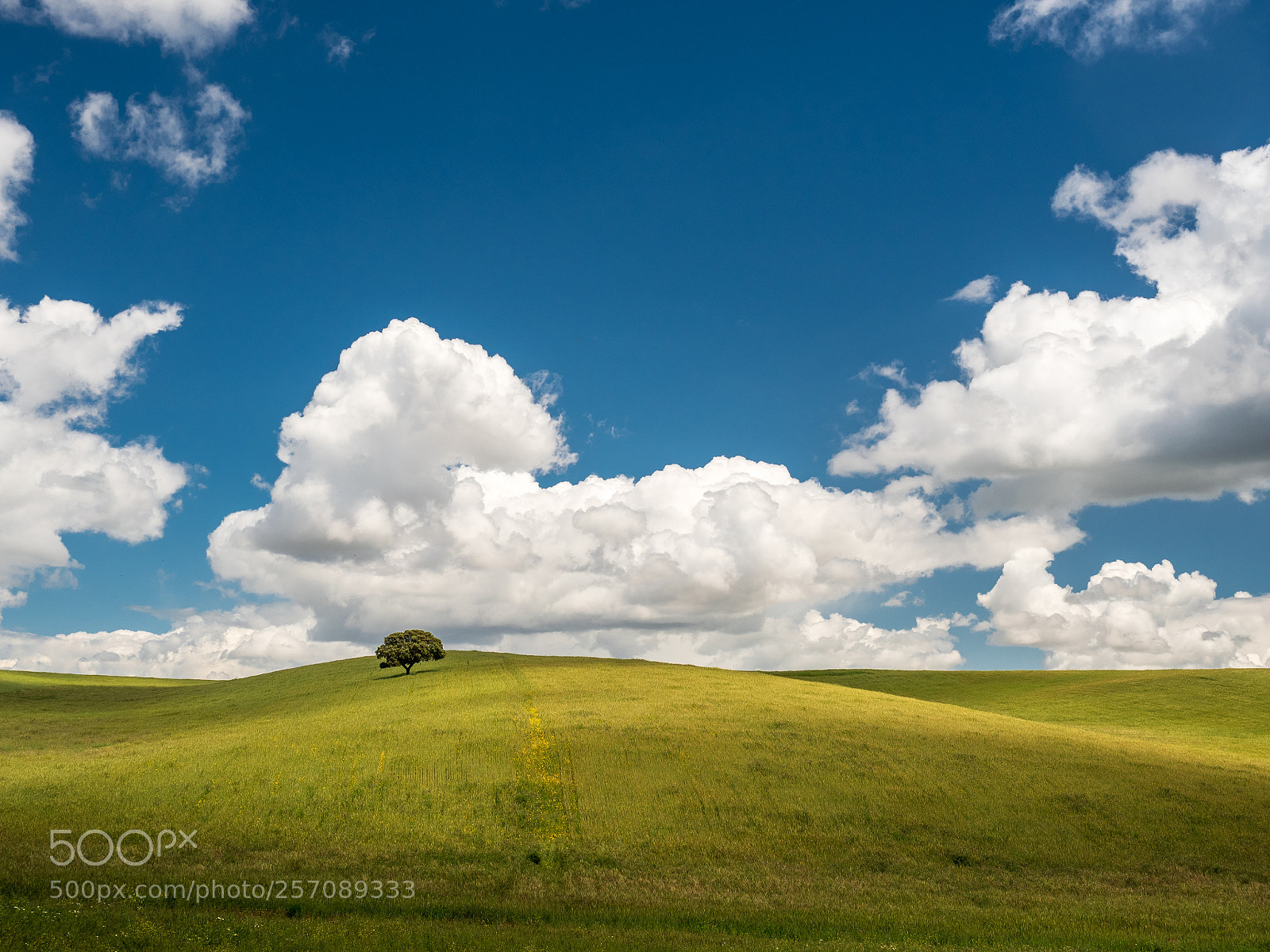 Olympus OM-D E-M5 II sample photo. Cotton clouds photography