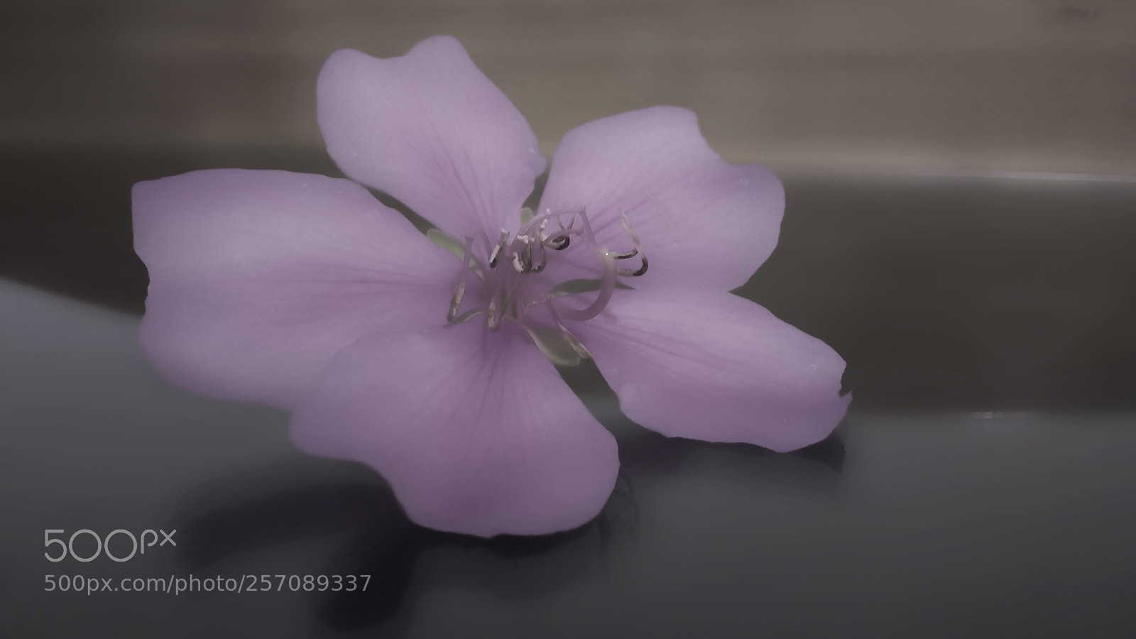 Motorola MotoG3 sample photo. Unfocused flower photography
