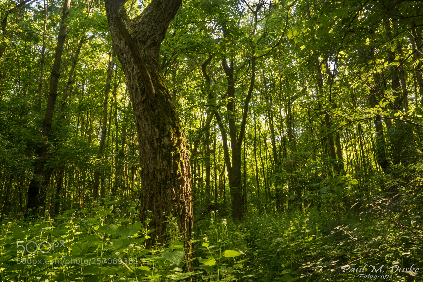 Sony ILCA-77M2 sample photo. Wald im frühling photography