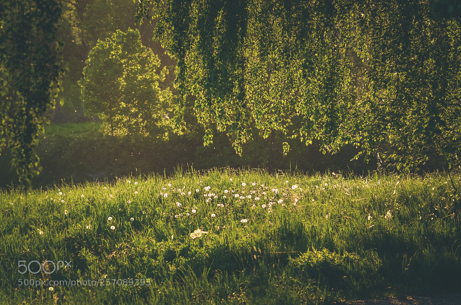 Nikon D7000 sample photo. Under the tree photography