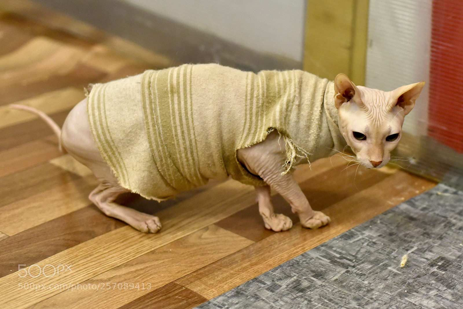 Nikon D750 sample photo. Sphinx photography