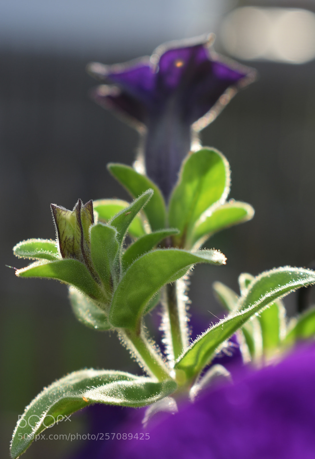 Nikon D3400 sample photo. Petunia in evening light photography