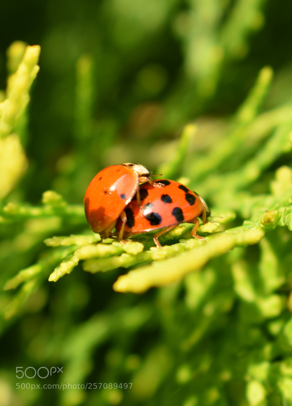 Nikon D3400 sample photo. Ladybird beetles mating photography