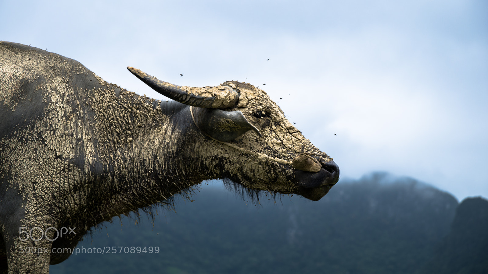 Pentax K-50 sample photo. Buffalo chill photography