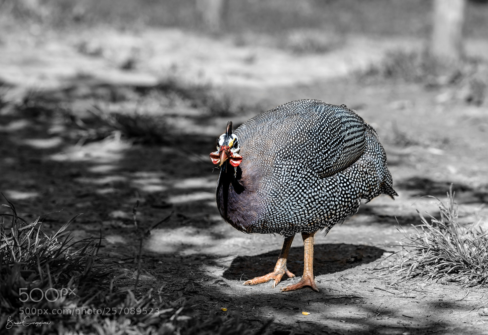 Nikon D750 sample photo. Guinea fowl photography